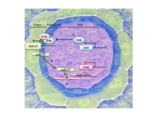 Cell-To-Cell Communication and signaling in plants.ppt