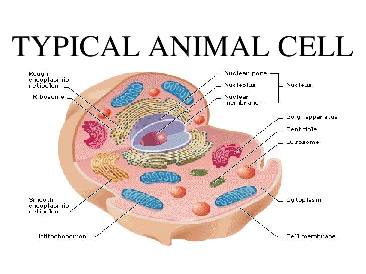animal cell diagram 5th grade animal cell labeled 5th grade driverlayer search engine animal cell diagram 5th grade animal cell labeled 5th grade driverlayer search engine