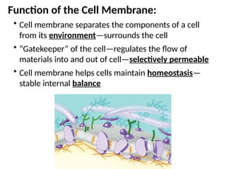 cellular transport powerpoint presentation | PPTX