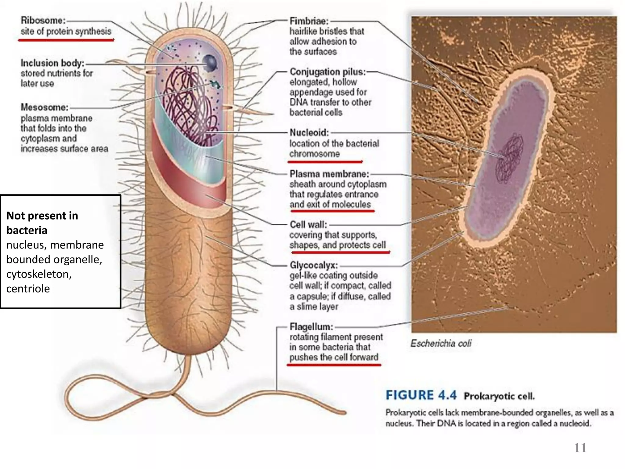 11
Not present in
bacteria
nucleus, membrane
bounded organelle,
cytoskeleton,
centriole
 