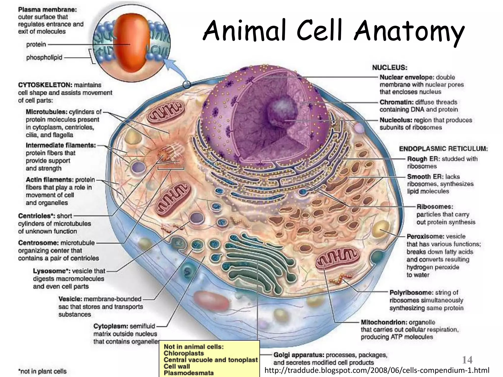Animal Cell Anatomy
14
http://traddude.blogspot.com/2008/06/cells-compendium-1.html
 