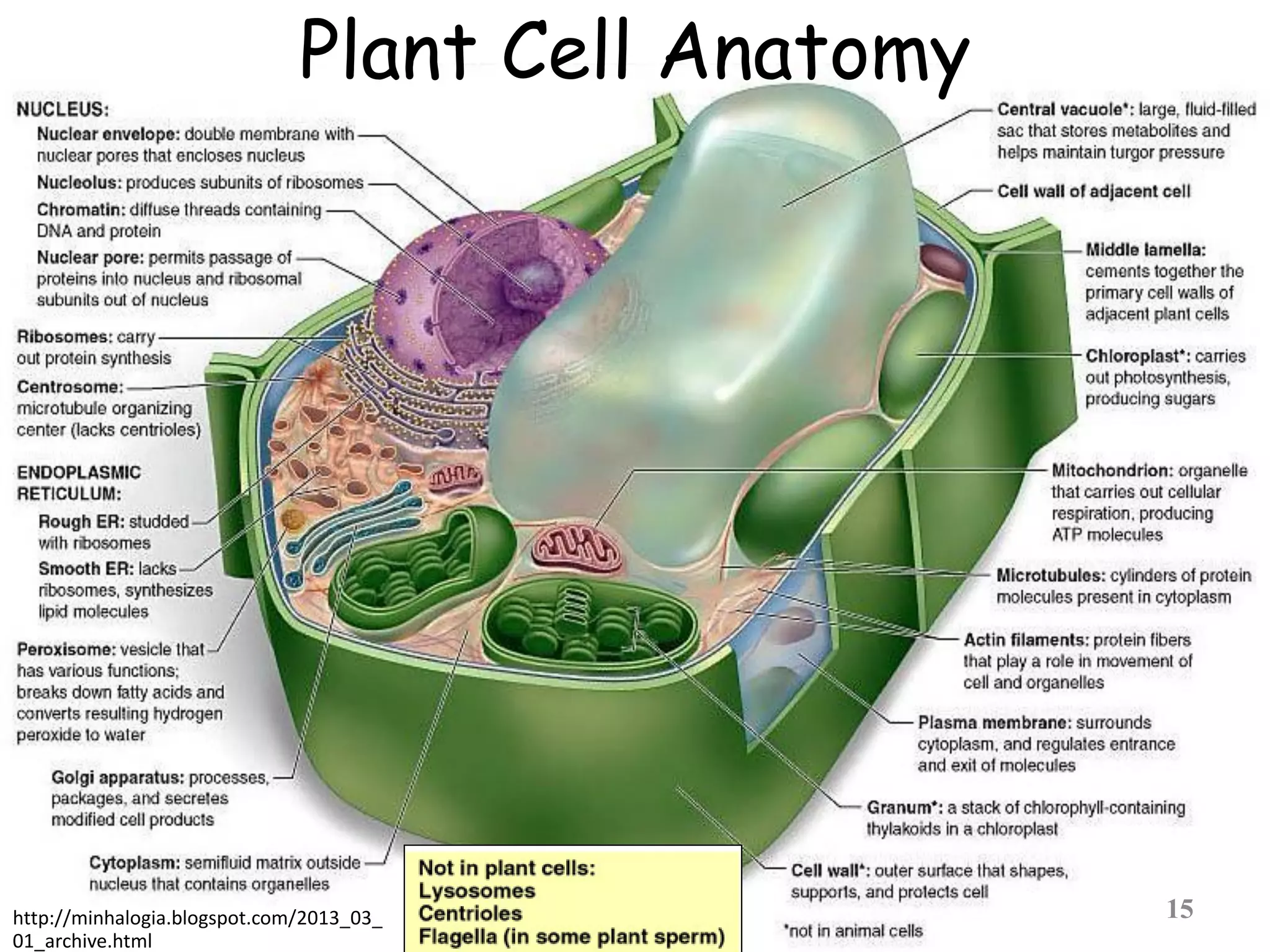 Plant Cell Anatomy
15http://minhalogia.blogspot.com/2013_03_
01_archive.html
 