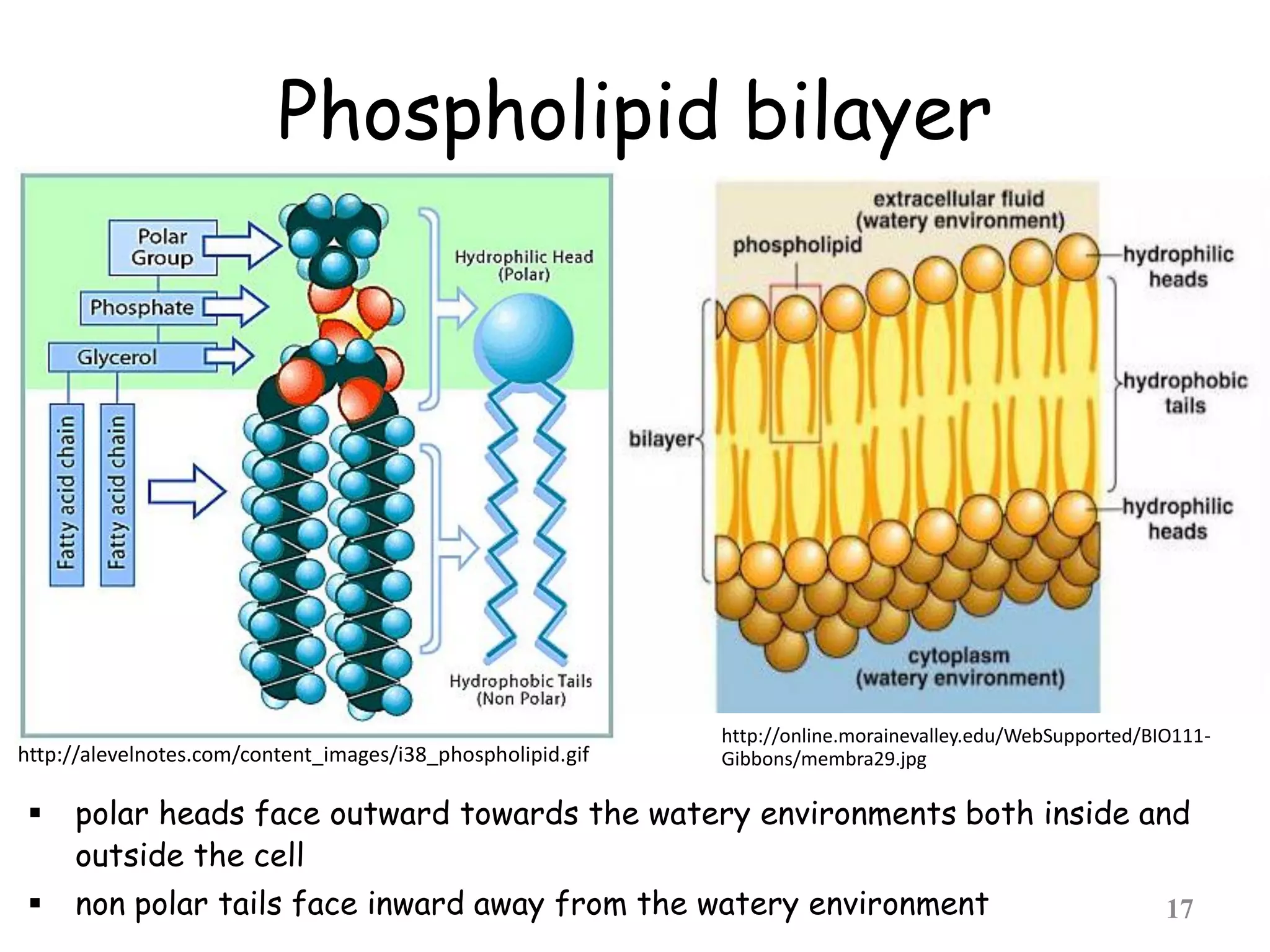 Phospholipid bilayer
 polar heads face outward towards the watery environments both inside and
outside the cell
 non polar tails face inward away from the watery environment 17
http://alevelnotes.com/content_images/i38_phospholipid.gif
http://online.morainevalley.edu/WebSupported/BIO111-
Gibbons/membra29.jpg
 