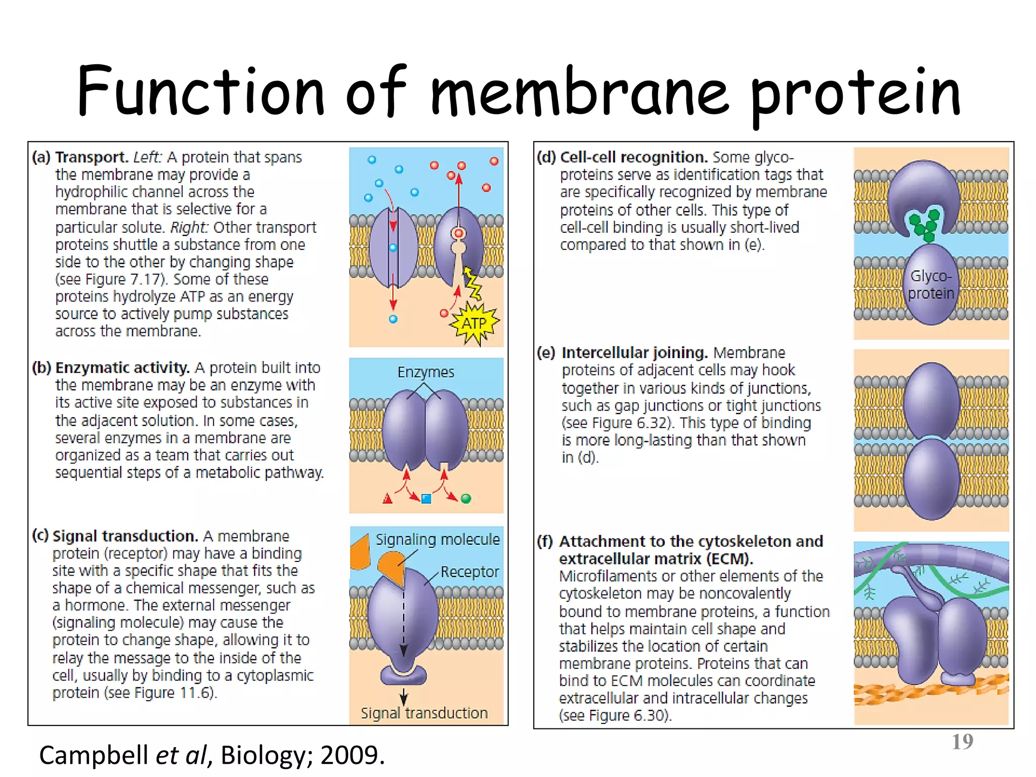 Function of membrane protein
19Campbell et al, Biology; 2009.
 