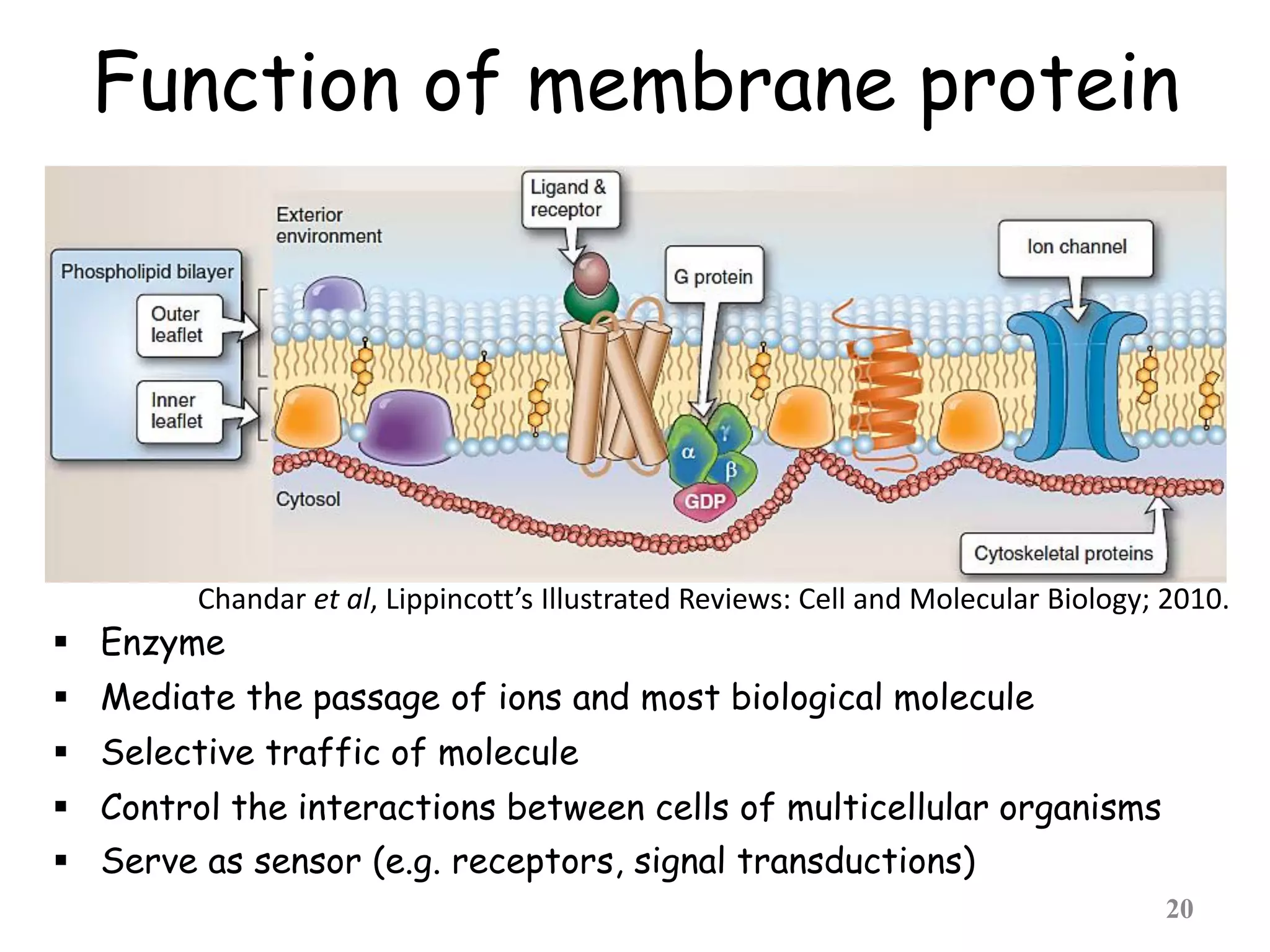 Function of membrane protein
 Enzyme
 Mediate the passage of ions and most biological molecule
 Selective traffic of molecule
 Control the interactions between cells of multicellular organisms
 Serve as sensor (e.g. receptors, signal transductions)
20
Chandar et al, Lippincott’s Illustrated Reviews: Cell and Molecular Biology; 2010.
 