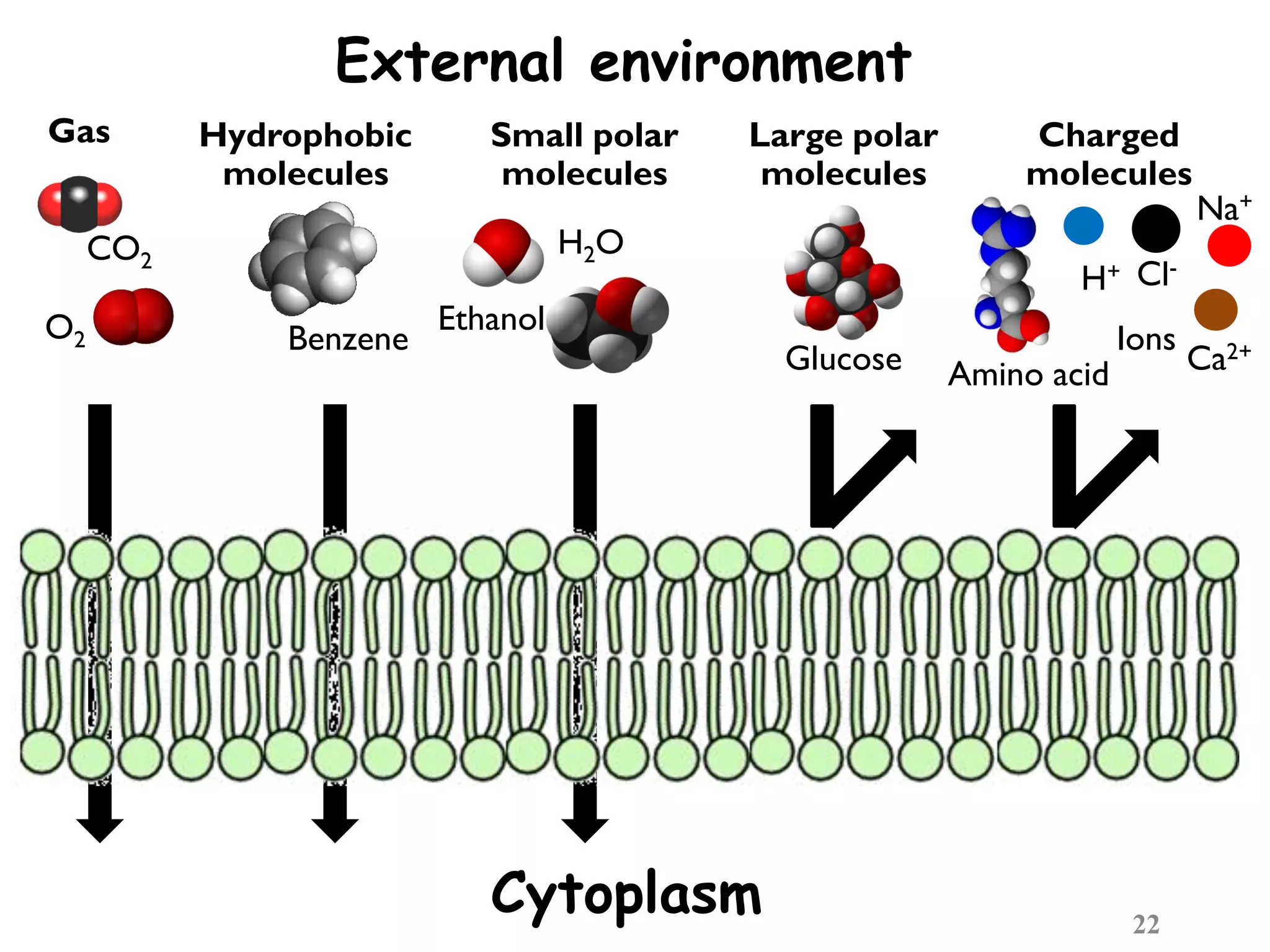 External environment
22
Gas Hydrophobic
molecules
Small polar
molecules
Large polar
molecules
Charged
molecules
CO2
O2 Benzene
H2O
Ethanol
Glucose Amino acid
Ions
H+ Cl-
Na+
Ca2+
Cytoplasm
 