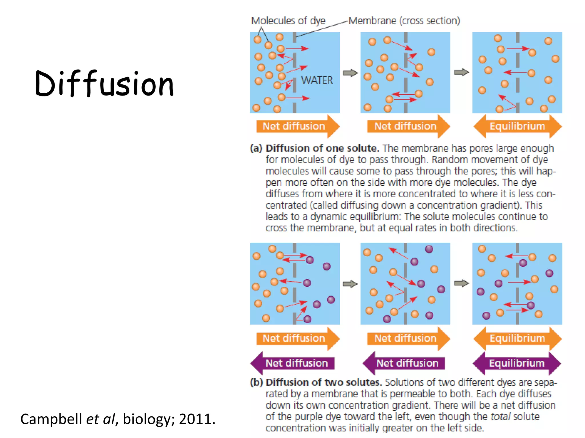 Diffusion
23Campbell et al, biology; 2011.
 