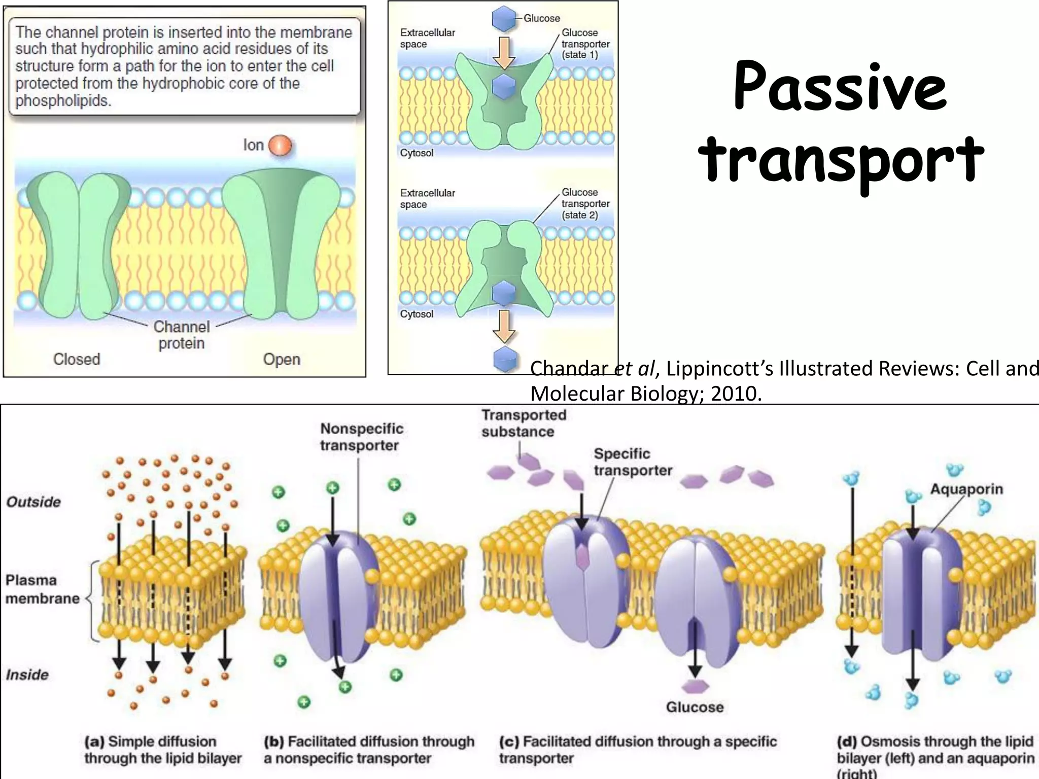 Passive
transport
25
Chandar et al, Lippincott’s Illustrated Reviews: Cell and
Molecular Biology; 2010.
 