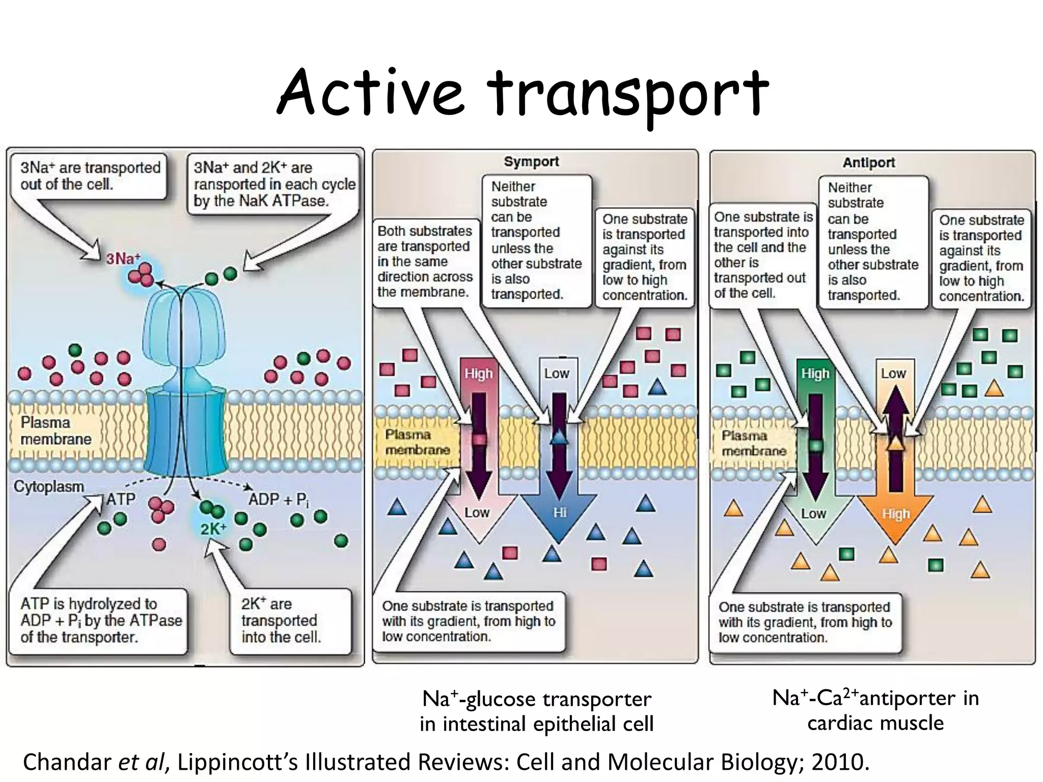Active transport
26
Na+-Ca2+antiporter in
cardiac muscle
Na+-glucose transporter
in intestinal epithelial cell
Chandar et al, Lippincott’s Illustrated Reviews: Cell and Molecular Biology; 2010.
 