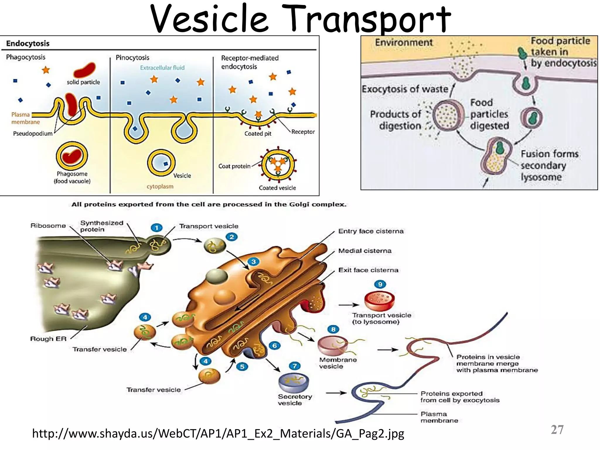 Vesicle Transport
27http://www.shayda.us/WebCT/AP1/AP1_Ex2_Materials/GA_Pag2.jpg
 