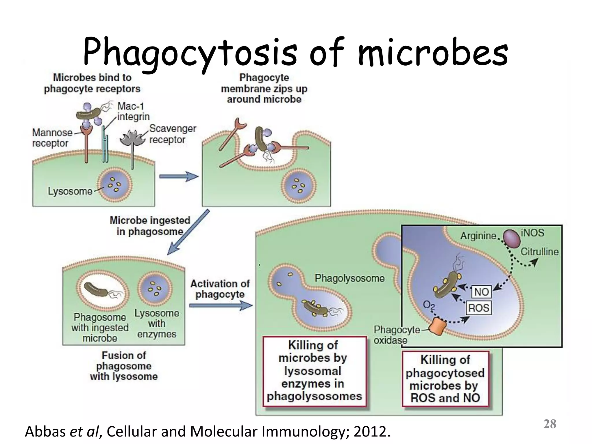28
Phagocytosis of microbes
Abbas et al, Cellular and Molecular Immunology; 2012.
 