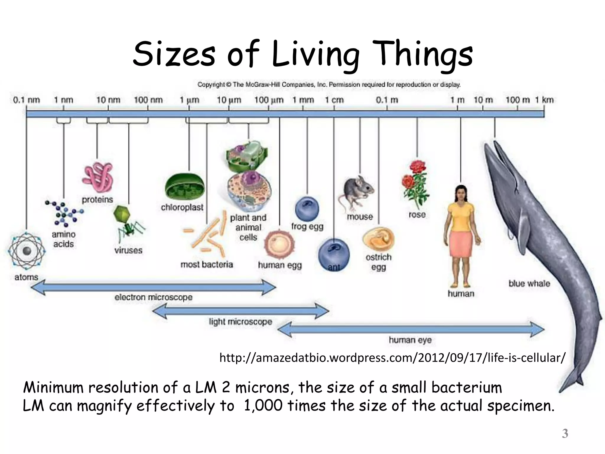 Sizes of Living Things
3
Minimum resolution of a LM 2 microns, the size of a small bacterium
LM can magnify effectively to 1,000 times the size of the actual specimen.
http://amazedatbio.wordpress.com/2012/09/17/life-is-cellular/
 