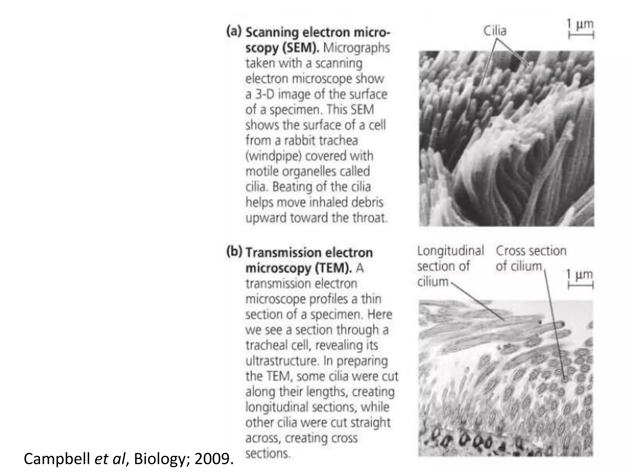 8Campbell et al, Biology; 2009.
 