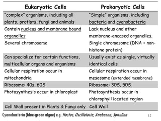12
Eukaryotic Cells Prokaryotic Cells
“complex” organisms, including all
plants, protists, fungi and animals
“Simple” organisms, including
bacteria and cyanobacteria
Contain nucleus and membrane bound
organelles
Several chromosome
Lack nucleus and other
membrane-encased organelles.
Single chromosome (DNA + non-
histone protein)
Can specialize for certain functions,
multicellular organs and organisms
Usually exist as single, virtually
identical cells
Cellular respiration occur in
mitochondria
Cellular respiration occur in
mesosome (extended membrane)
Ribosome: 40s, 60S Ribosome: 30S, 50S
Photosynthesis occur in chloroplast Photosynthesis occur in
chlorophyll located region
Cell Wall present in Plants & Fungi only Cell Wall
Cyanobacteria (blue-green algae) e.g. Nostoc, Oscillatoria, Anabaena, Spirulina
 