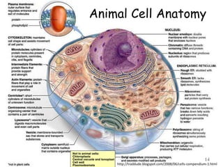 Animal Cell Anatomy
14
http://traddude.blogspot.com/2008/06/cells-compendium-1.html
 