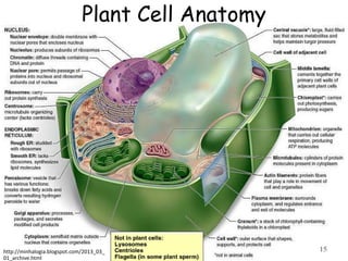 Plant Cell Anatomy
15http://minhalogia.blogspot.com/2013_03_
01_archive.html
 