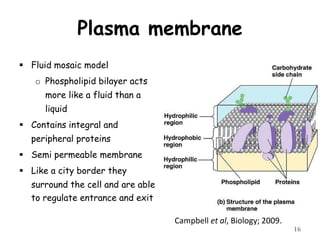 Plasma membrane
 Fluid mosaic model
o Phospholipid bilayer acts
more like a fluid than a
liquid
 Contains integral and
peripheral proteins
 Semi permeable membrane
 Like a city border they
surround the cell and are able
to regulate entrance and exit
16
Campbell et al, Biology; 2009.
 