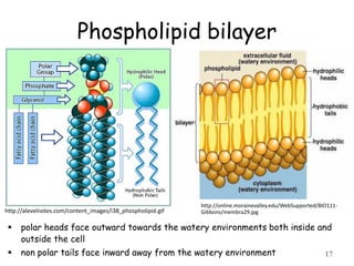 Phospholipid bilayer
 polar heads face outward towards the watery environments both inside and
outside the cell
 non polar tails face inward away from the watery environment 17
http://alevelnotes.com/content_images/i38_phospholipid.gif
http://online.morainevalley.edu/WebSupported/BIO111-
Gibbons/membra29.jpg
 
