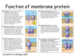 Function of membrane protein
19Campbell et al, Biology; 2009.
 