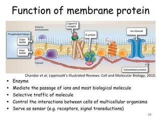 Function of membrane protein
 Enzyme
 Mediate the passage of ions and most biological molecule
 Selective traffic of molecule
 Control the interactions between cells of multicellular organisms
 Serve as sensor (e.g. receptors, signal transductions)
20
Chandar et al, Lippincott’s Illustrated Reviews: Cell and Molecular Biology; 2010.
 