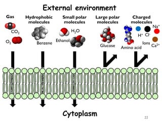 External environment
22
Gas Hydrophobic
molecules
Small polar
molecules
Large polar
molecules
Charged
molecules
CO2
O2 Benzene
H2O
Ethanol
Glucose Amino acid
Ions
H+ Cl-
Na+
Ca2+
Cytoplasm
 