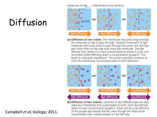 Diffusion
23Campbell et al, biology; 2011.
 