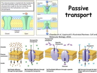 Passive
transport
25
Chandar et al, Lippincott’s Illustrated Reviews: Cell and
Molecular Biology; 2010.
 