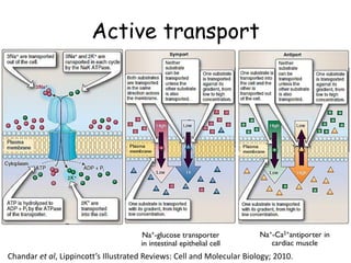 Active transport
26
Na+-Ca2+antiporter in
cardiac muscle
Na+-glucose transporter
in intestinal epithelial cell
Chandar et al, Lippincott’s Illustrated Reviews: Cell and Molecular Biology; 2010.
 
