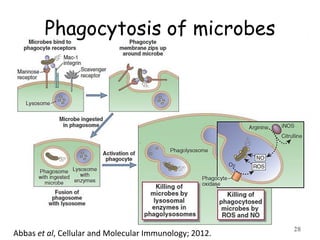 28
Phagocytosis of microbes
Abbas et al, Cellular and Molecular Immunology; 2012.
 