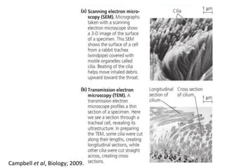 8Campbell et al, Biology; 2009.
 