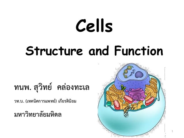Cell Components And Functions Chart