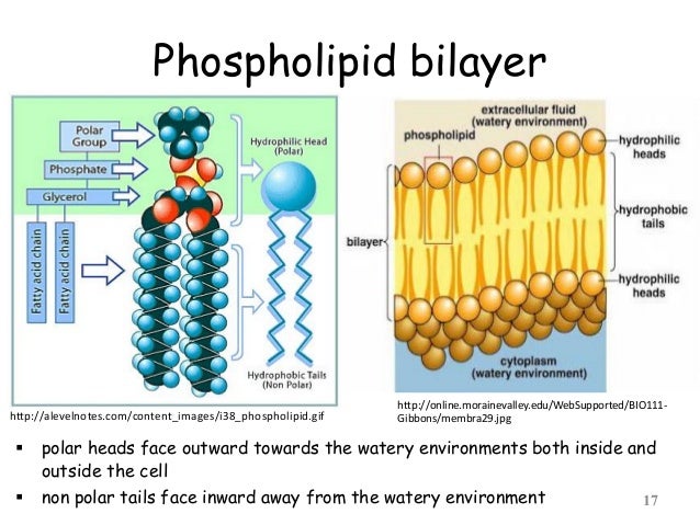 Cell Structure And Function Part 01