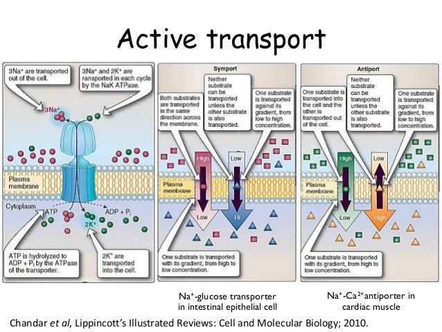 cell structure and transport biology essay Cell wall and middle lamellae | the structure drawn above is the transverse section of celery cell the cell wall is seen from the microscope, surrounding the structure and keeping it intact a cross-section of a celery sample is composed of many cells. cell structure and transport biology essay Cell wall and middle lamellae | the structure drawn above is the transverse section of celery cell the cell wall is seen from the microscope, surrounding the structure and keeping it intact a cross-section of a celery sample is composed of many cells.