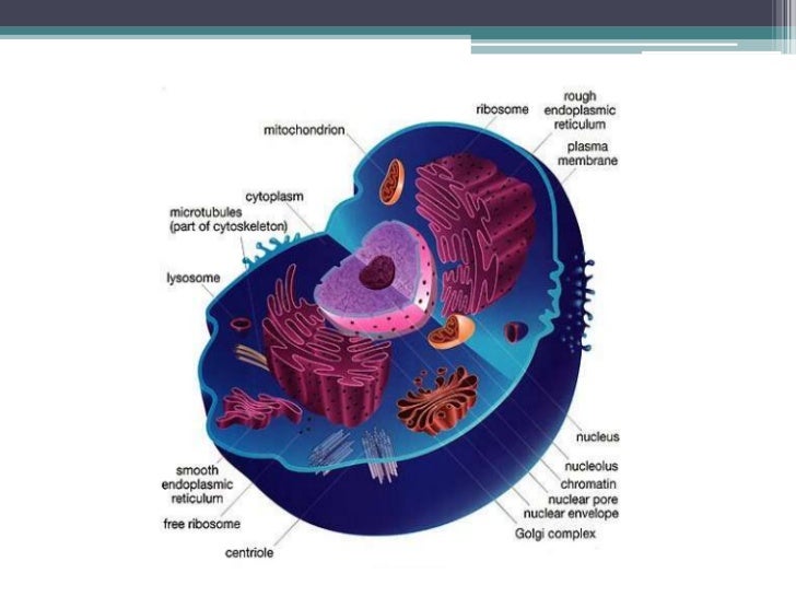 Cell Structure & Cell Division