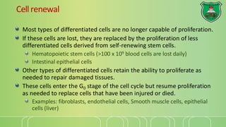 Cell 10 Cell renewal and death 2024-2025.pdf