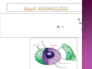 - :
- 1) - )
2) -
3) - )
* .