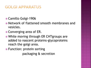  Camillo Golgi-1906
 Network of flattened smooth membranes and
vesicles.
 Converging area of ER.
 While moving through ER CHTgroups are
added to nascent proteins-glycoproteins
reach the golgi area.
 Function: protein sorting
packaging & secretion
 
