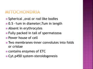  Spherical ,oval or rod like bodies
 0.5 -1um in diameter;7um in length
 Absent in erythrocytes
 Fully packed in tail of spermatozoa
 Power house of cell
 Two membranes-inner convolutes into folds
or cristae
 contains enzymes of ETC
 Cyt.p450 system-steroidogenesis
 