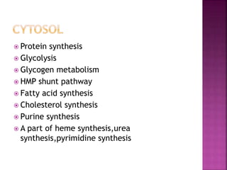  Protein synthesis
 Glycolysis
 Glycogen metabolism
 HMP shunt pathway
 Fatty acid synthesis
 Cholesterol synthesis
 Purine synthesis
 A part of heme synthesis,urea
synthesis,pyrimidine synthesis
 