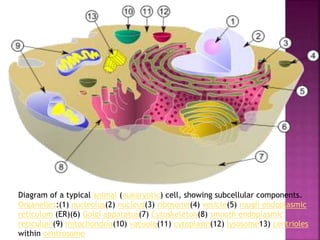 Diagram of a typical animal (eukaryotic) cell, showing subcellular components.
Organelles:(1) nucleolus(2) nucleus(3) ribosome(4) vesicle(5) rough endoplasmic
reticulum (ER)(6) Golgi apparatus(7) Cytoskeleton(8) smooth endoplasmic
reticulum(9) mitochondria(10) vacuole(11) cytoplasm(12) lysosome13) centrioles
within centrosome
 