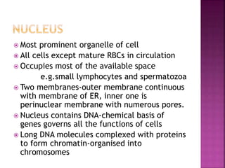  Most prominent organelle of cell
 All cells except mature RBCs in circulation
 Occupies most of the available space
e.g.small lymphocytes and spermatozoa
 Two membranes-outer membrane continuous
with membrane of ER, inner one is
perinuclear membrane with numerous pores.
 Nucleus contains DNA-chemical basis of
genes governs all the functions of cells
 Long DNA molecules complexed with proteins
to form chromatin-organised into
chromosomes
 