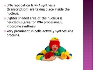  DNA replication & RNA synthesis
(transcription) are taking place inside the
nucleus.
 Lighter shaded area of the nucleus is
neucleolus,area for RNA processing &
Ribosome synthesis
 Very prominent in cells actively synthesising
proteins.
 