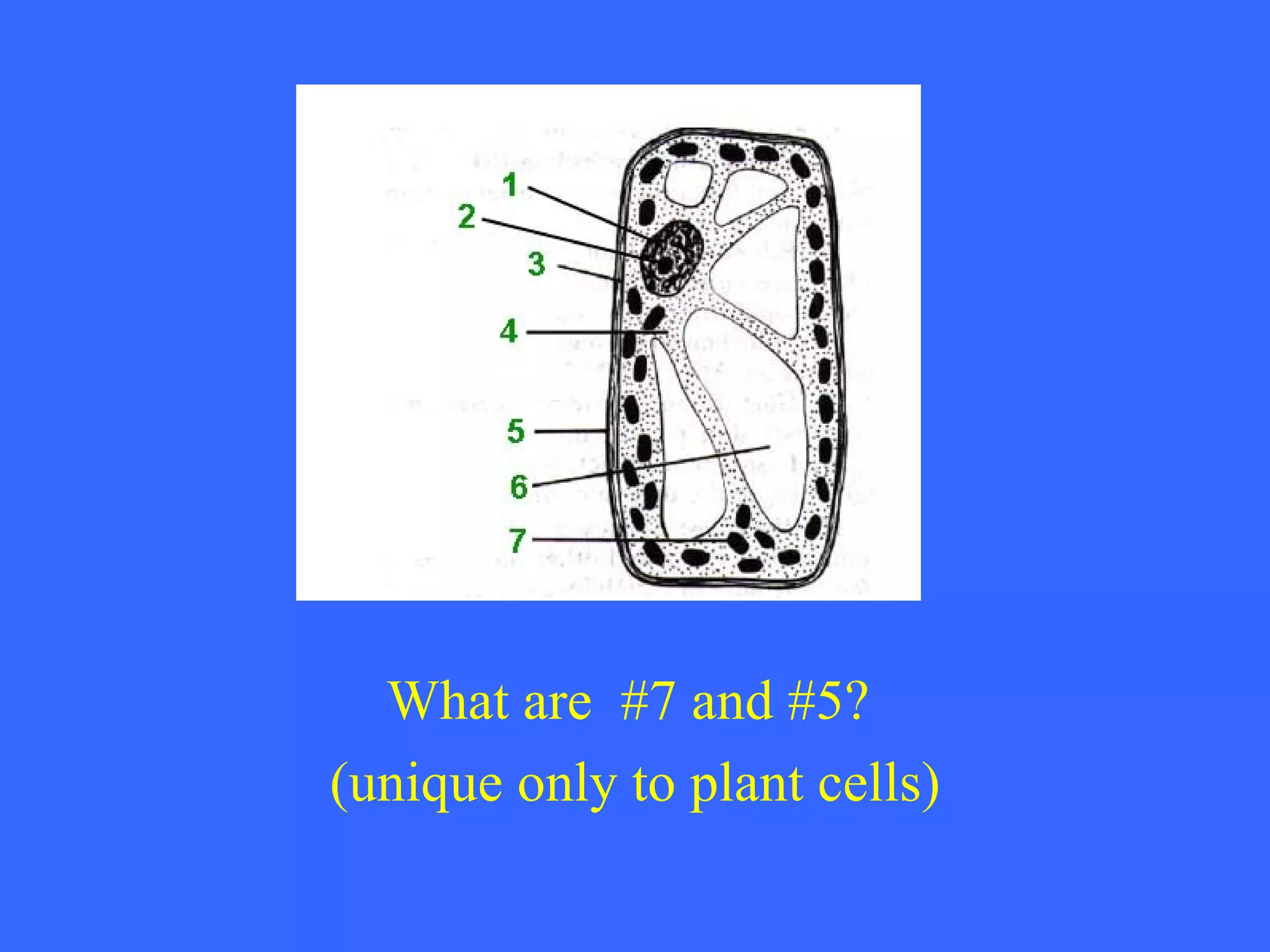 What are  #7 and #5?  (unique only to plant cells) 