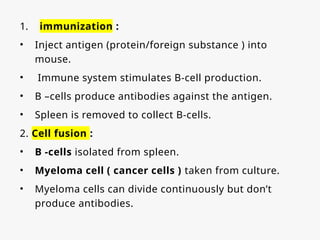 1. immunization :
• Inject antigen (protein/foreign substance ) into
mouse.
• Immune system stimulates B-cell production.
• B –cells produce antibodies against the antigen.
• Spleen is removed to collect B-cells.
2. Cell fusion :
• B -cells isolated from spleen.
• Myeloma cell ( cancer cells ) taken from culture.
• Myeloma cells can divide continuously but don’t
produce antibodies.
 