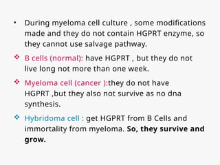 • During myeloma cell culture , some modifications
made and they do not contain HGPRT enzyme, so
they cannot use salvage pathway.
 B cells (normal): have HGPRT , but they do not
live long not more than one week.
 Myeloma cell (cancer ):they do not have
HGPRT ,but they also not survive as no dna
synthesis.
 Hybridoma cell : get HGPRT from B Cells and
immortality from myeloma. So, they survive and
grow.
 