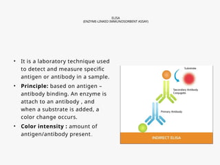 ELISA
(ENZYME-LINKED IMMUNOSORBENT ASSAY)
• It is a laboratory technique used
to detect and measure specific
antigen or antibody in a sample.
• Principle: based on antigen –
antibody binding. An enzyme is
attach to an antibody , and
when a substrate is added, a
color change occurs.
• Color intensity : amount of
antigen/antibody present..
 