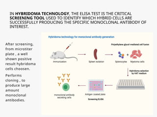 IN HYBRIDOMA TECHNOLOGY, THE ELISA TEST IS THE CRITICAL
SCREENING TOOL USED TO IDENTIFY WHICH HYBRID CELLS ARE
SUCCESSFULLY PRODUCING THE SPECIFIC MONOCLONAL ANTIBODY OF
INTEREST.
After screening,
from microtiter
plate , a well
shown positive
result hybridoma
cells choosen.
Performs
cloning , to
produce large
amount
monoclonal
antibodies.
 