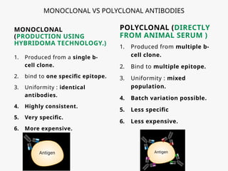 MONOCLONAL VS POLYCLONAL ANTIBODIES
MONOCLONAL
(PRODUCTION USING
HYBRIDOMA TECHNOLOGY.)
1. Produced from a single b-
cell clone.
2. bind to one specific epitope.
3. Uniformity : identical
antibodies.
4. Highly consistent.
5. Very specific.
6. More expensive.
POLYCLONAL (DIRECTLY
FROM ANIMAL SERUM )
1. Produced from multiple b-
cell clone.
2. Bind to multiple epitope.
3. Uniformity : mixed
population.
4. Batch variation possible.
5. Less specific
6. Less expensive.
 
