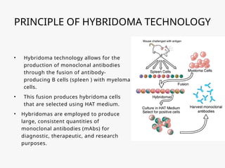 PRINCIPLE OF HYBRIDOMA TECHNOLOGY
• Hybridoma technology allows for the
production of monoclonal antibodies
through the fusion of antibody-
producing B cells (spleen ) with myeloma
cells.
• This fusion produces hybridoma cells
that are selected using HAT medium.
• Hybridomas are employed to produce
large, consistent quantities of
monoclonal antibodies (mAbs) for
diagnostic, therapeutic, and research
purposes.
 
