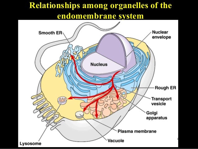 Cell2